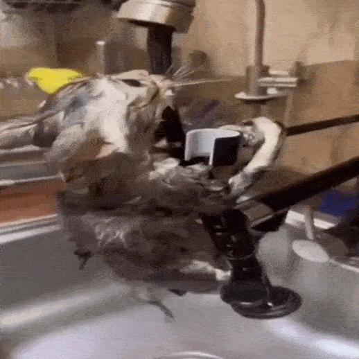 boing boing boing boing